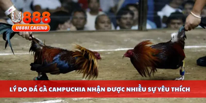 Lý do đá gà Campuchia nhận được nhiều sự yêu thích